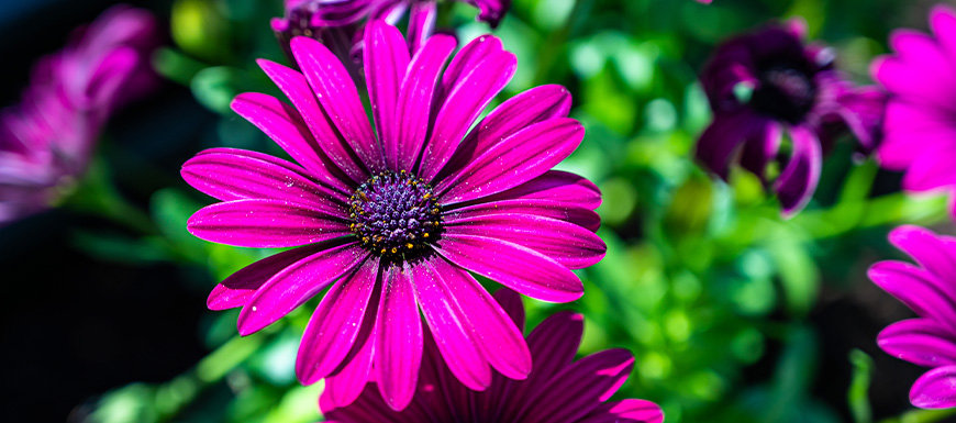 close up of purple flowers